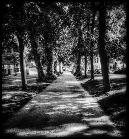 A walk in the shade.