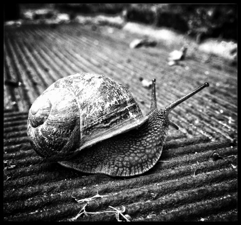 Ballad of the gastropod.