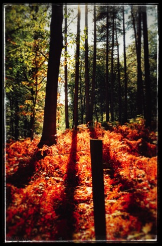 Sunbathing forest.