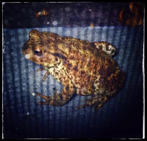 Mr Toad.